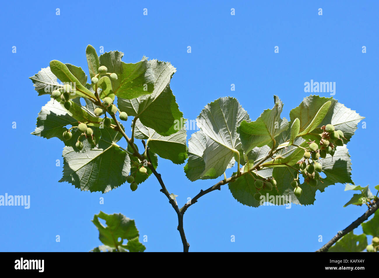 Silver Lime, Silber Linden (Tilia tomentosa) Zweige mit Früchten, die Unterseite der Blätter deutlich sichtbar Stockfoto