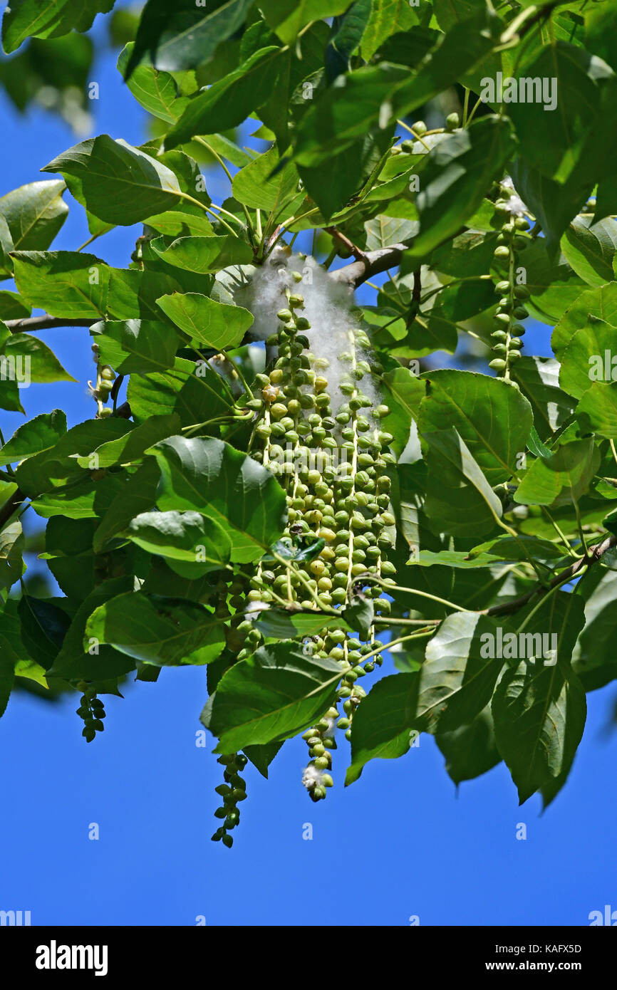 Schwarzpappel (Populus nigra) Zweige mit Blättern und Samen, die durch weiche, weiße Haare umgeben Stockfoto