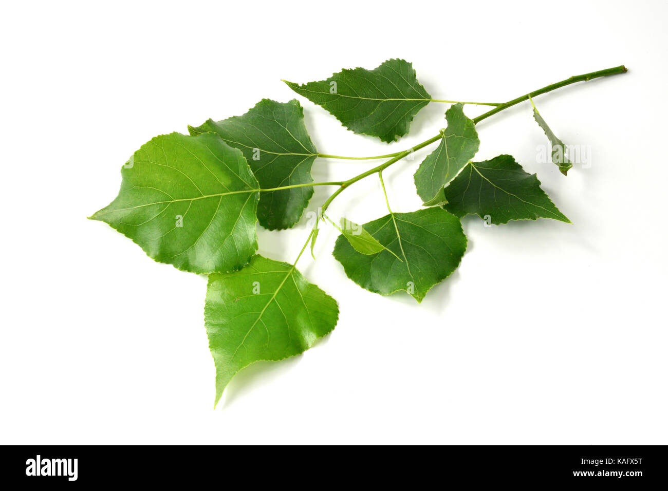 Schwarzpappel (Populus nigra), Blätter, studio Bild. Stockfoto