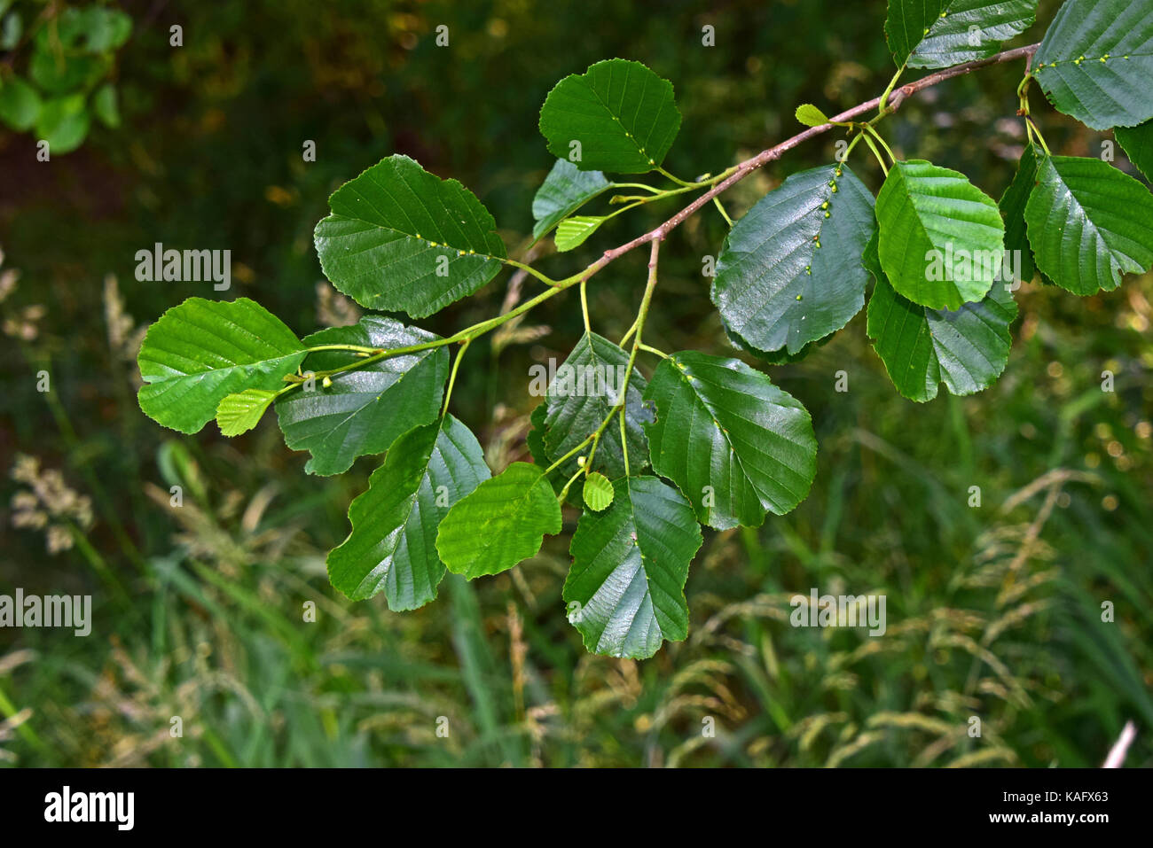 Gemeinsame Erle, Europäische Erle (Alnus glutinosa), Zweig mit Blättern Stockfoto