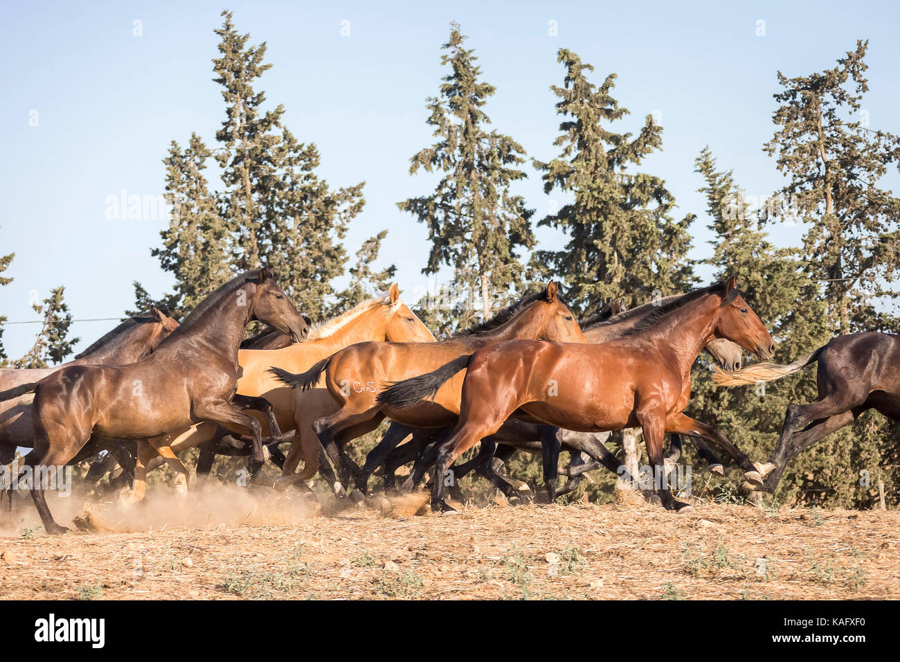 Reine Spanische Pferd, Andalusische. Herde von Jugendlichen Stuten gallopieren auf trockenem Boden. Spanien Stockfoto