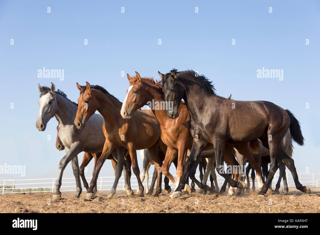 Reine Spanische Pferd, Andalusische. Herde von Jugendlichen Hengste Trab auf trockenem Boden. Spanien Stockfoto