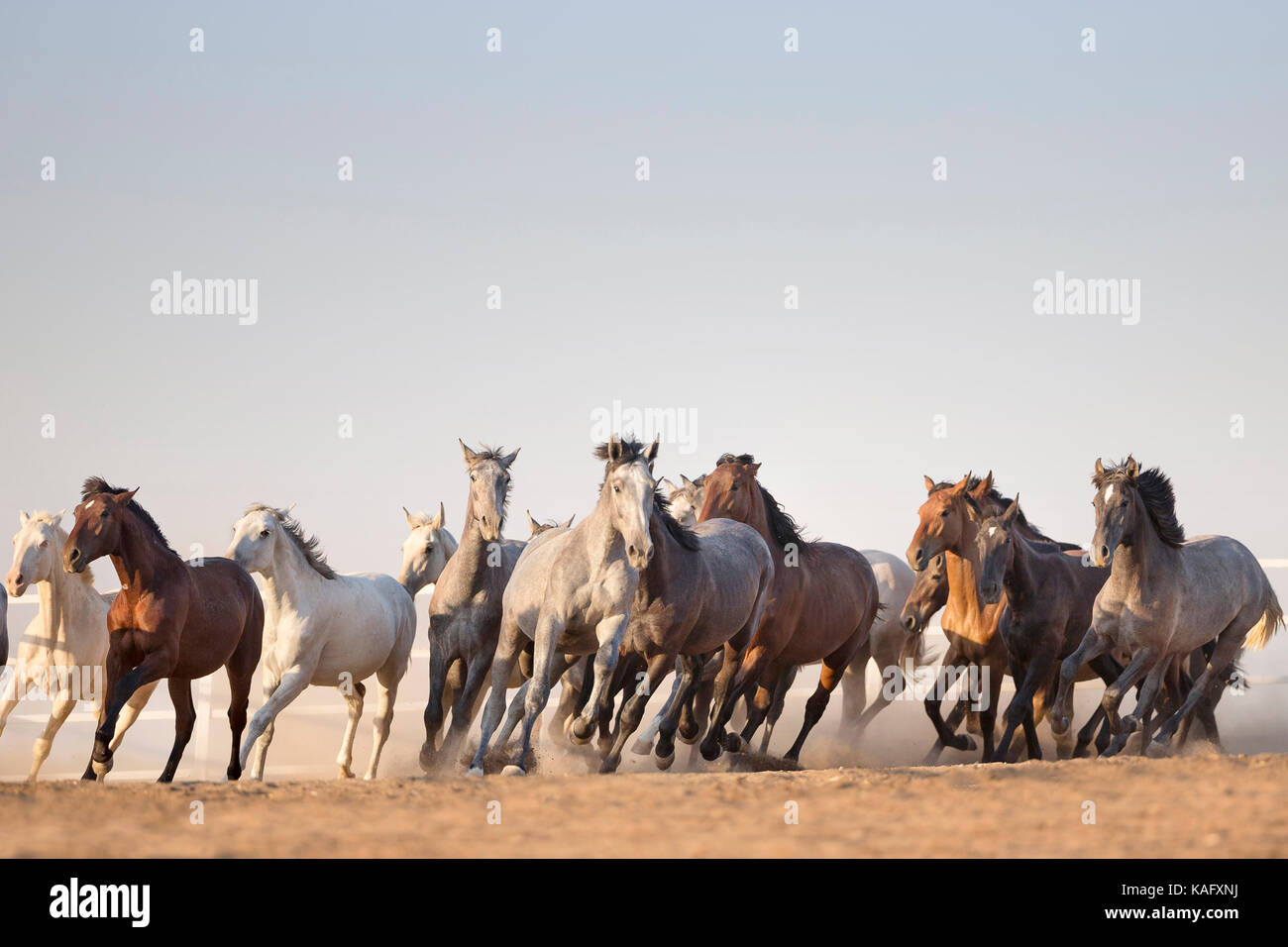 Reine Spanische Pferd, Andalusische. Herde von Jugendlichen Hengste gallopieren auf trockenem Boden. Spanien Stockfoto