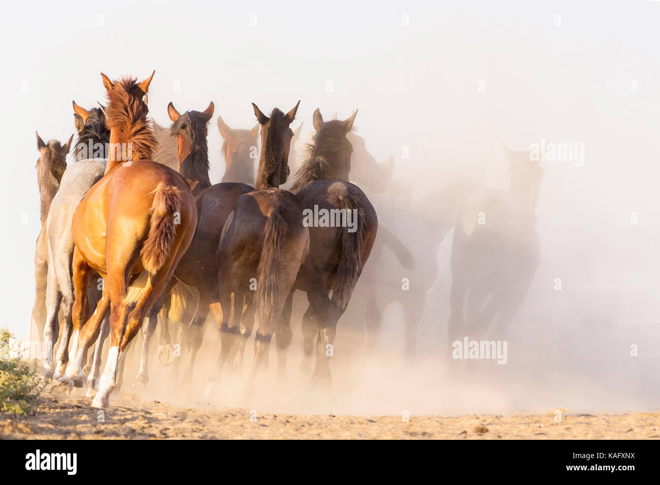 Reine Spanische Pferd, Andalusische. Herde von Jugendlichen Hengste Galopp auf trockenem Boden, von hinten gesehen. Spanien Stockfoto