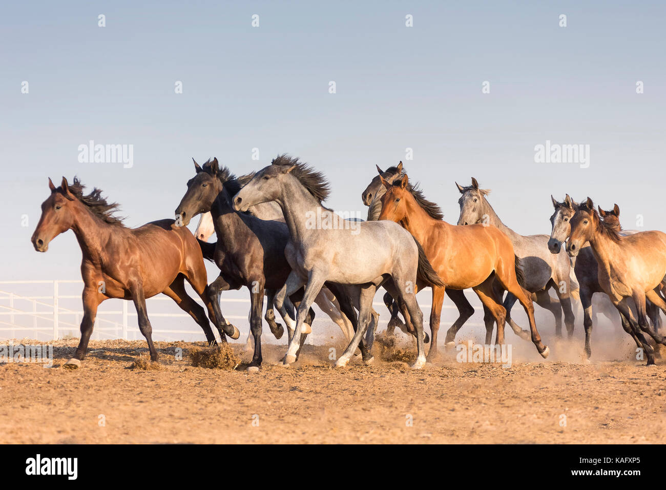 Reine Spanische Pferd, Andalusische. Herde von Jugendlichen Hengste gallopieren auf trockenem Boden. Spanien Stockfoto