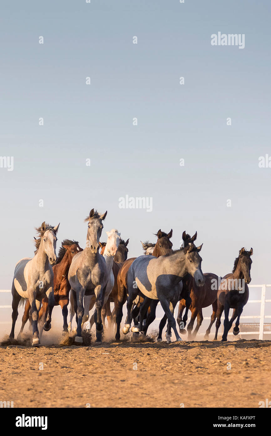 Reine Spanische Pferd, Andalusische. Herde von Jugendlichen Hengste Galopp auf sandigem Untergrund. Spanien Stockfoto