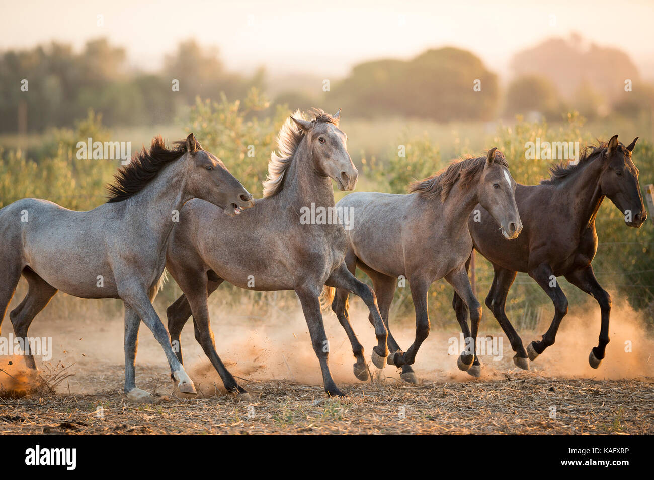 Reine Spanische Pferd, Andalusische. Vier jugendliche Hengste gallopieren auf staubigen Boden. Spanien Stockfoto