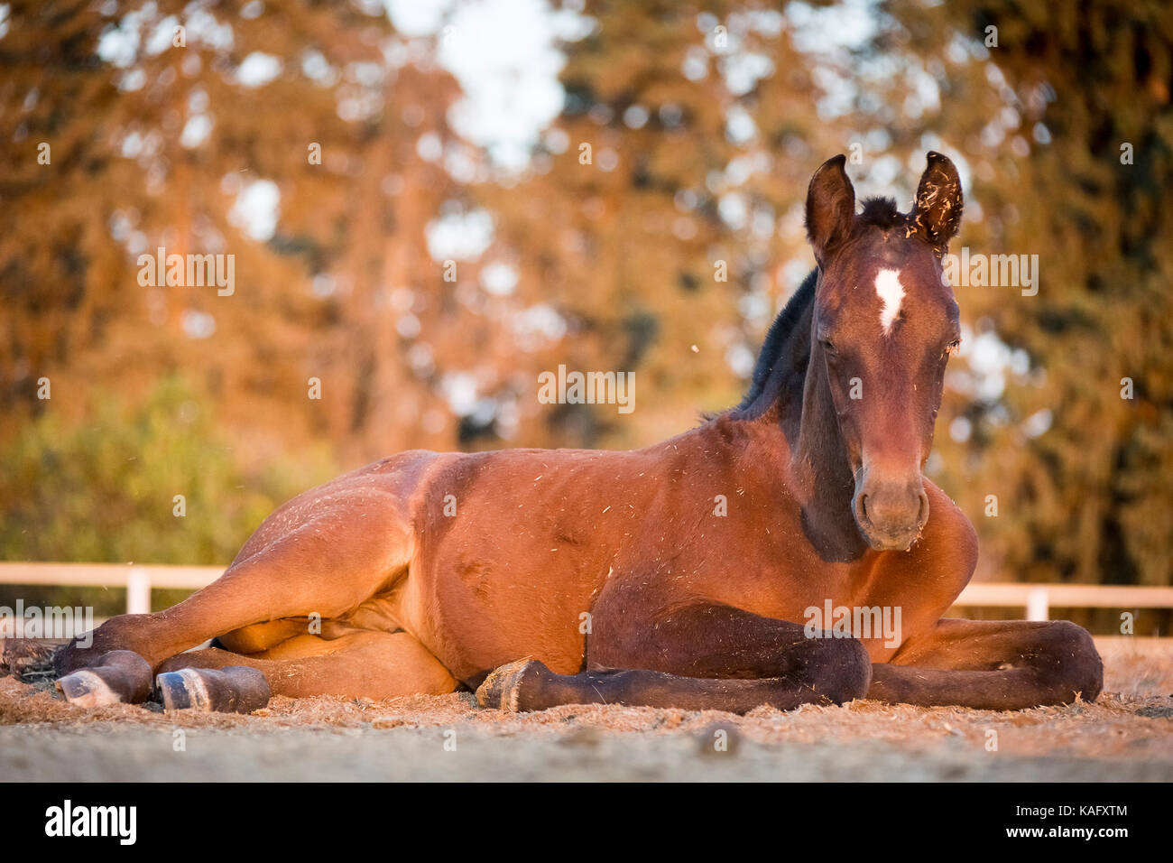 Reine Spanische Pferd, Andalusische. Bay Fohlen in einem paddock liegen. Spanien Stockfoto