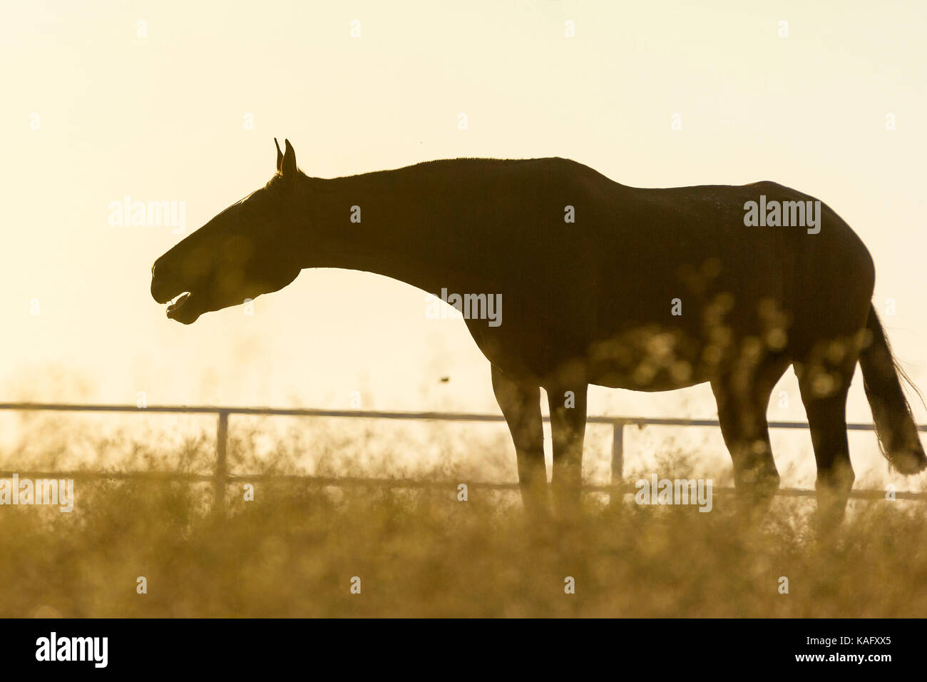 Reine Spanische Pferd, andalusische Pferde auf einer Weide, Husten, gegen den Abendhimmel. Spanien Stockfoto