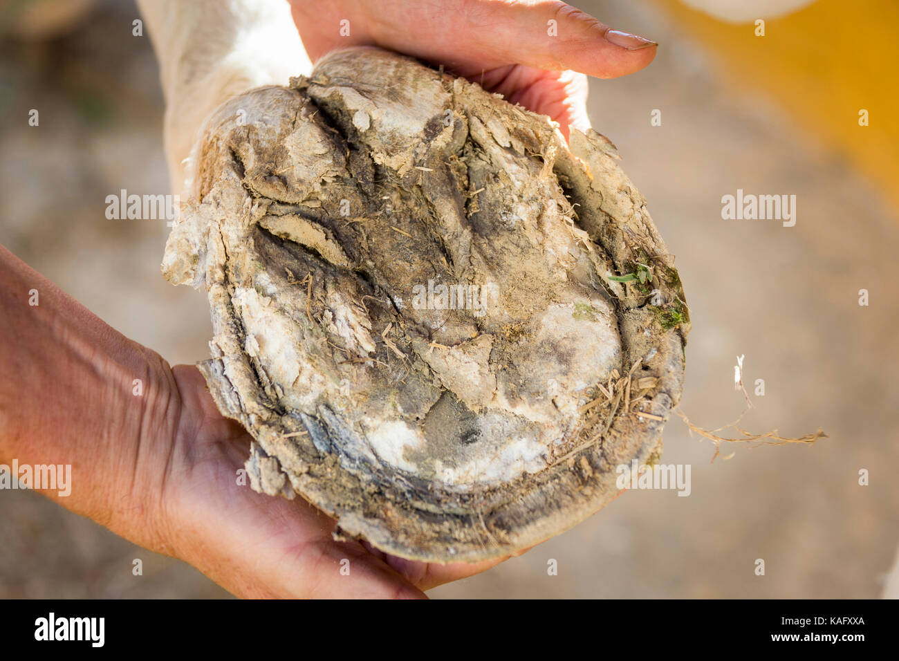 Reine Spanische Pferd. Vernachlässigte Huf. Spanien Stockfoto