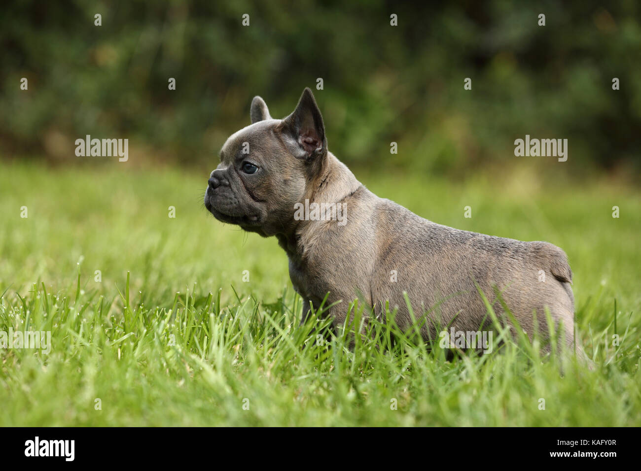 Französische Bulldogge. Welpe (6 Wochen alt) im Gras. Deutschland Stockfoto