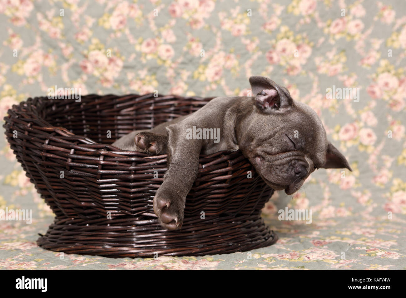Französische Bulldogge. Welpe (6 Wochen alt) schläft in einem Korb auf einer Decke mit Rose Blume drucken. Deutschland Stockfoto