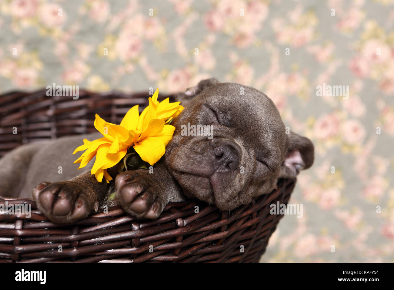 Französische Bulldogge. Welpe (6 Wochen alt) mit Sonnenblumen, in einem Korb schlafen auf einer Decke mit Rose Blume drucken. Deutschland Stockfoto