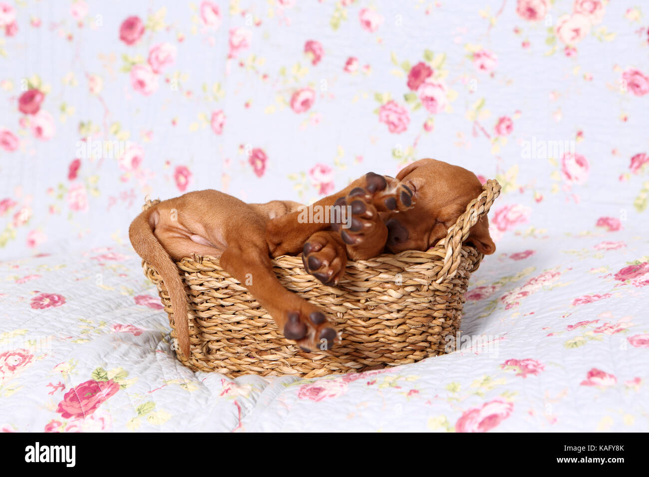 Vizsla. Welpe (6 Wochen alt) schläft auf einer blauen Decke mit Rose Blume drucken. Deutschland Stockfoto