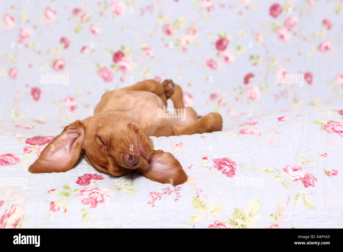 Vizsla. Welpe (6 Wochen alt) schläft auf einer blauen Decke mit Rose Blume drucken. Deutschland Stockfoto
