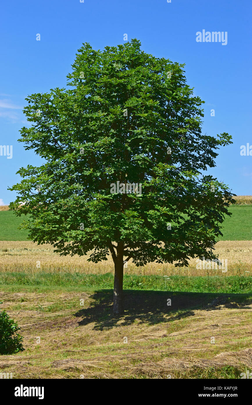 Rosskastanie (Aesculus hippocastanum), jungen Baum im Sommer Stockfoto