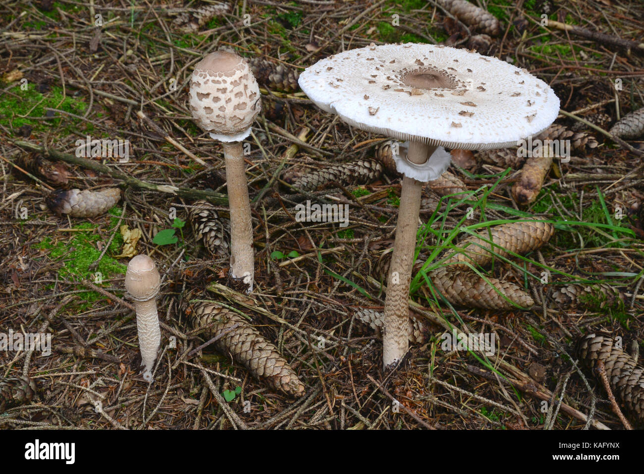 Sonnenschirm Pilz (Macrolepiota procera), drei Fruchtkörper verschiedener Altersgruppen zunehmend von einem underlayning Myzel Stockfoto