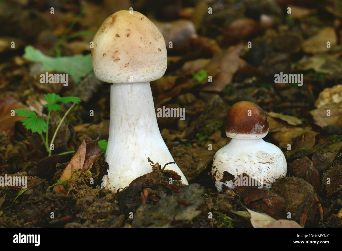 Sonnenschirm Pilz (Macrolepiota procera), zwei sehr junge fruchtkörper das Laub Schicht entstanden sind Stockfoto