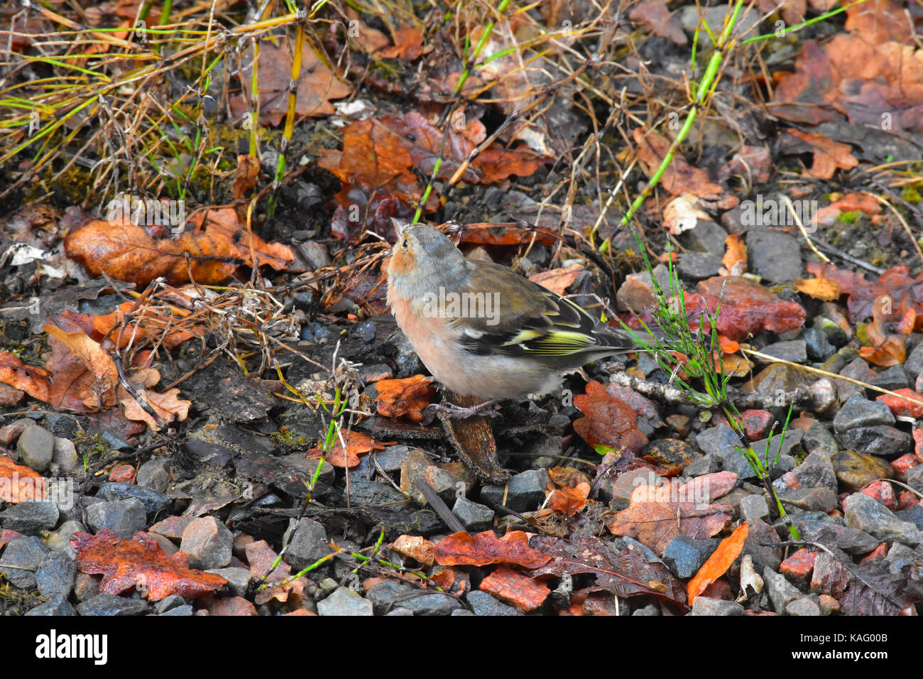 Buchfink sitzen an der Seite eines Flusses bed Stockfoto