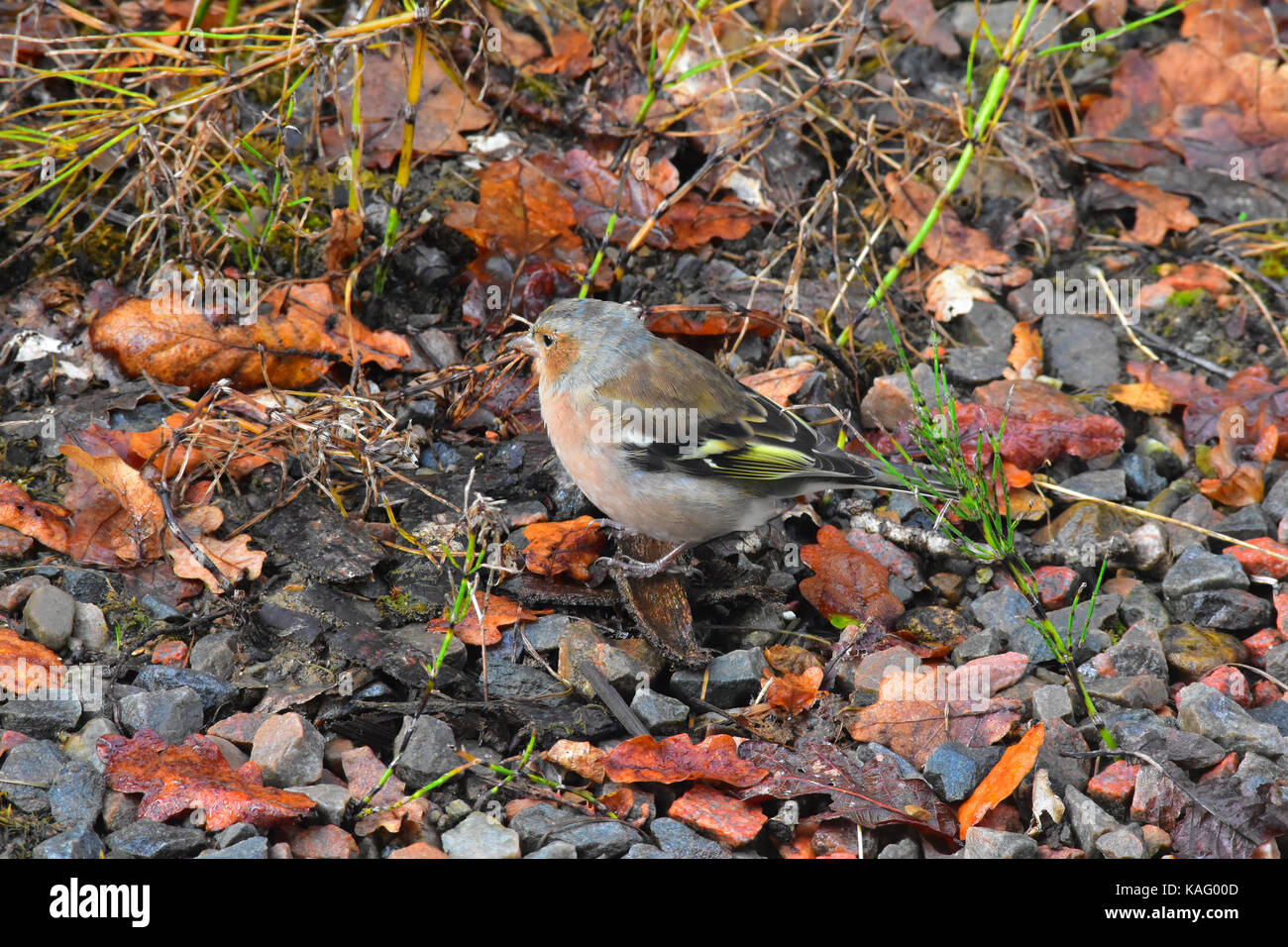 Buchfink sitzen an der Seite eines Flusses bed Stockfoto