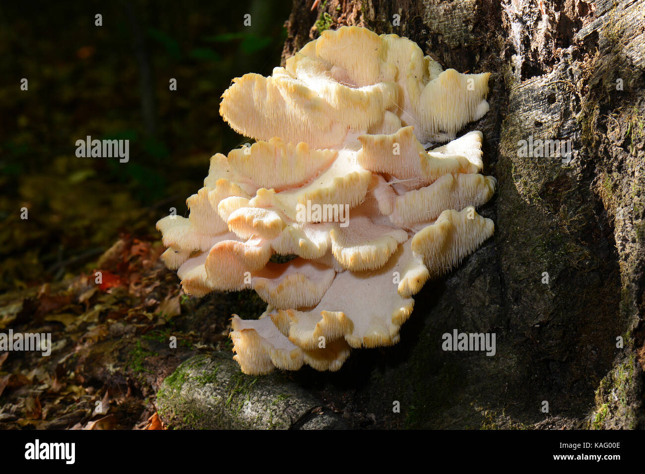 Tiered Tooth Fungus (Hericium cirrhatum, Creolophus cirrhatus). Fruchtkörper auf ein alter Baumstumpf Stockfoto