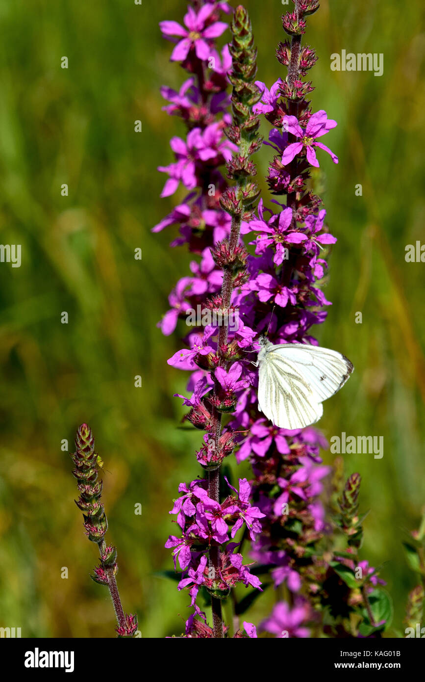 Felberich (Lythrum salicaria Pfennigabsatz), blühende Pflanze besucht von Schmetterlingen, Stockfoto