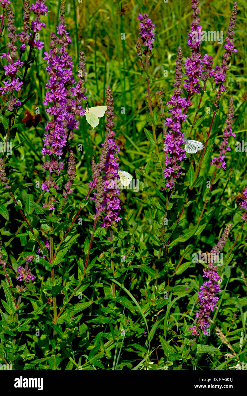 Felberich (Lythrum salicaria Pfennigabsatz), blühende Pflanze besucht von Schmetterlingen, Stockfoto