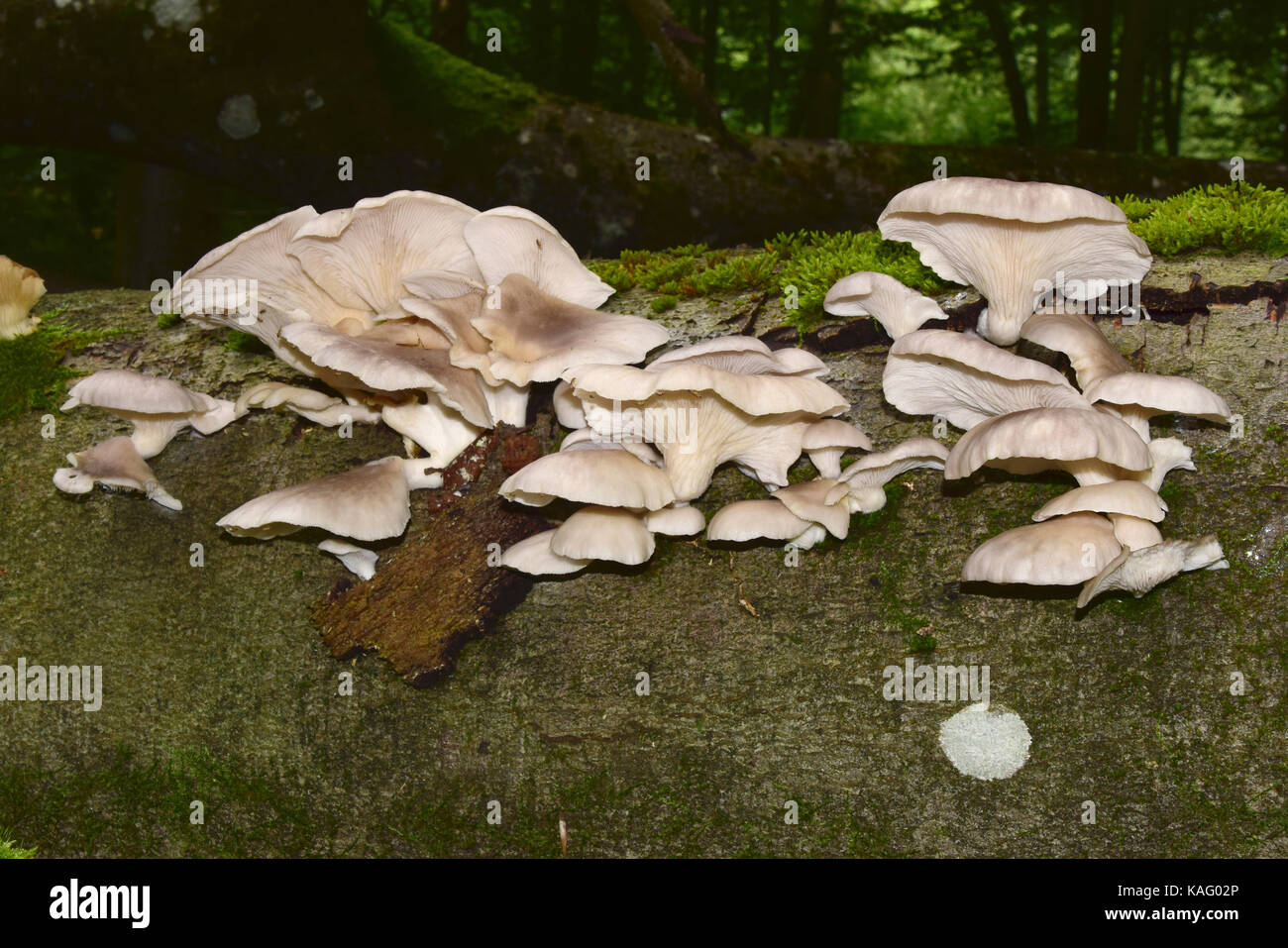 Oyster Mushroom (Pleurotus ostreatus). Fruchtkörper auf Buche trunk Stockfoto