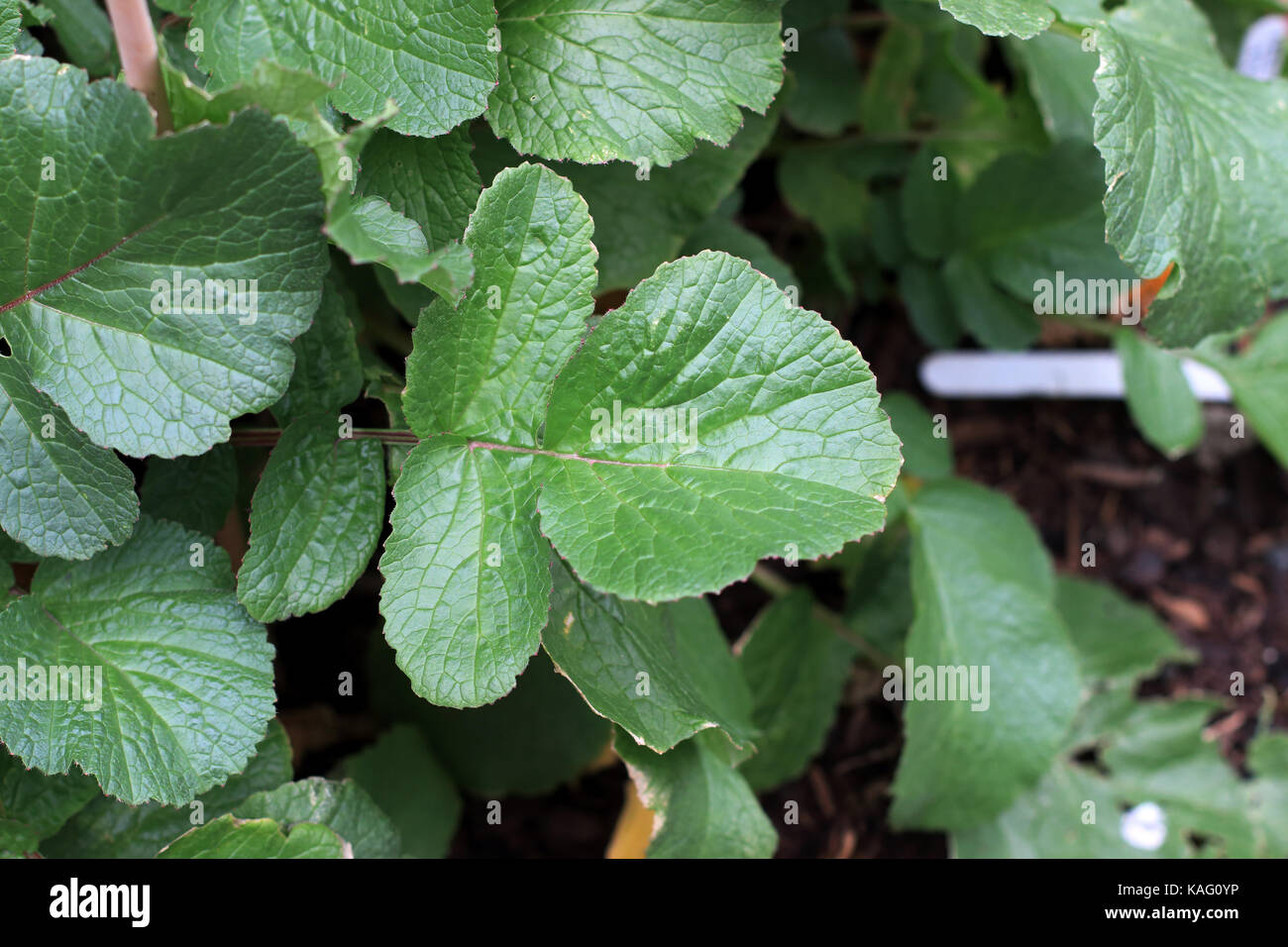 Raphanus raphanistrum oder als Radieschen gesund aussehende Blätter bekannt Stockfoto