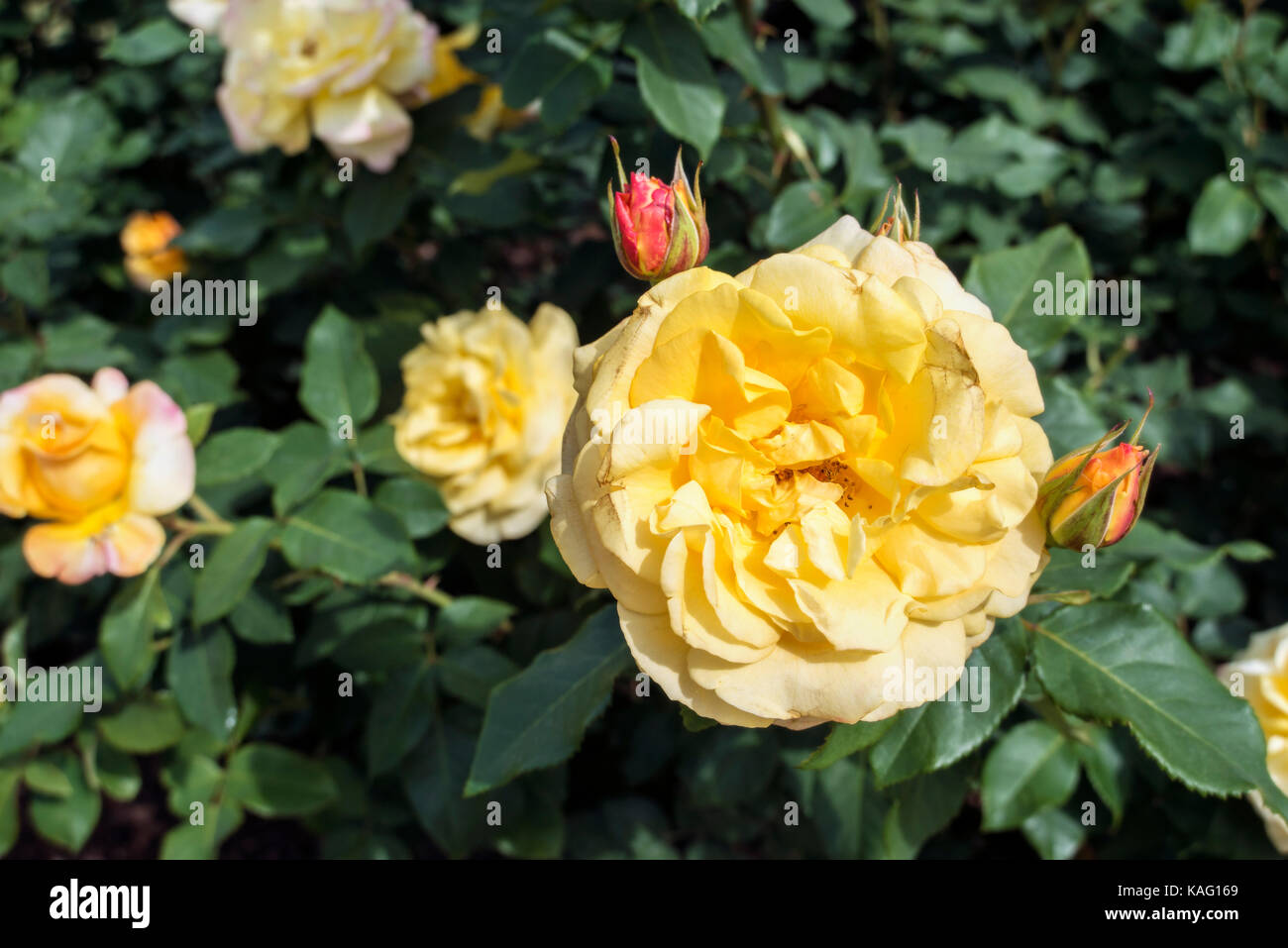 Gelbe Blüte Rosen unter Green Bush Blätter Stockfoto