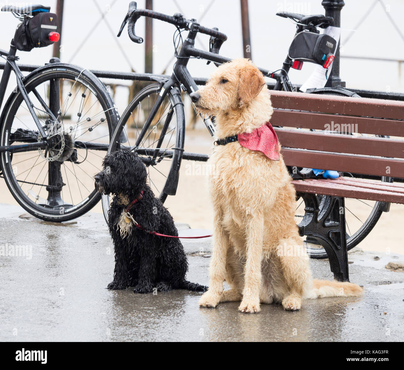 Feuchte Hunde warten bei starkem Regen vor dem Café auf den Besitzer. UK Stockfoto