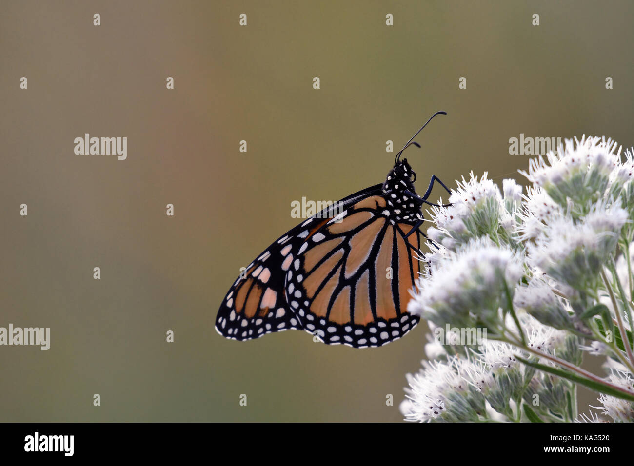 Monarch Butterfly Einweichen in der Morgensonne Stockfoto