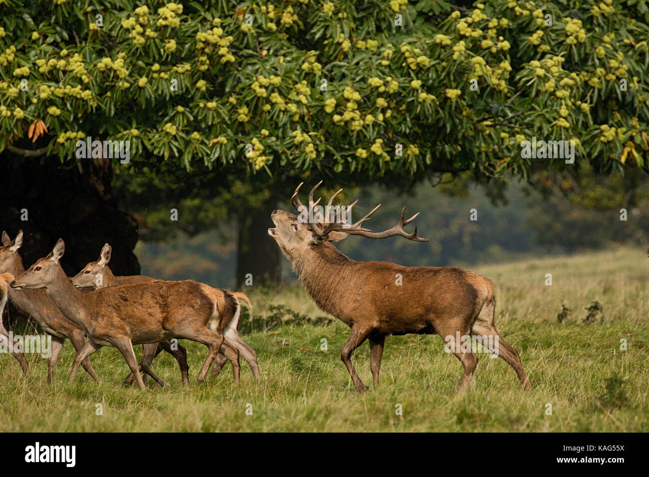 Roaring buck Hirsch mit hinds in Studley royal Deer Park, ripon, North Yorkshire, England, UK. Stockfoto