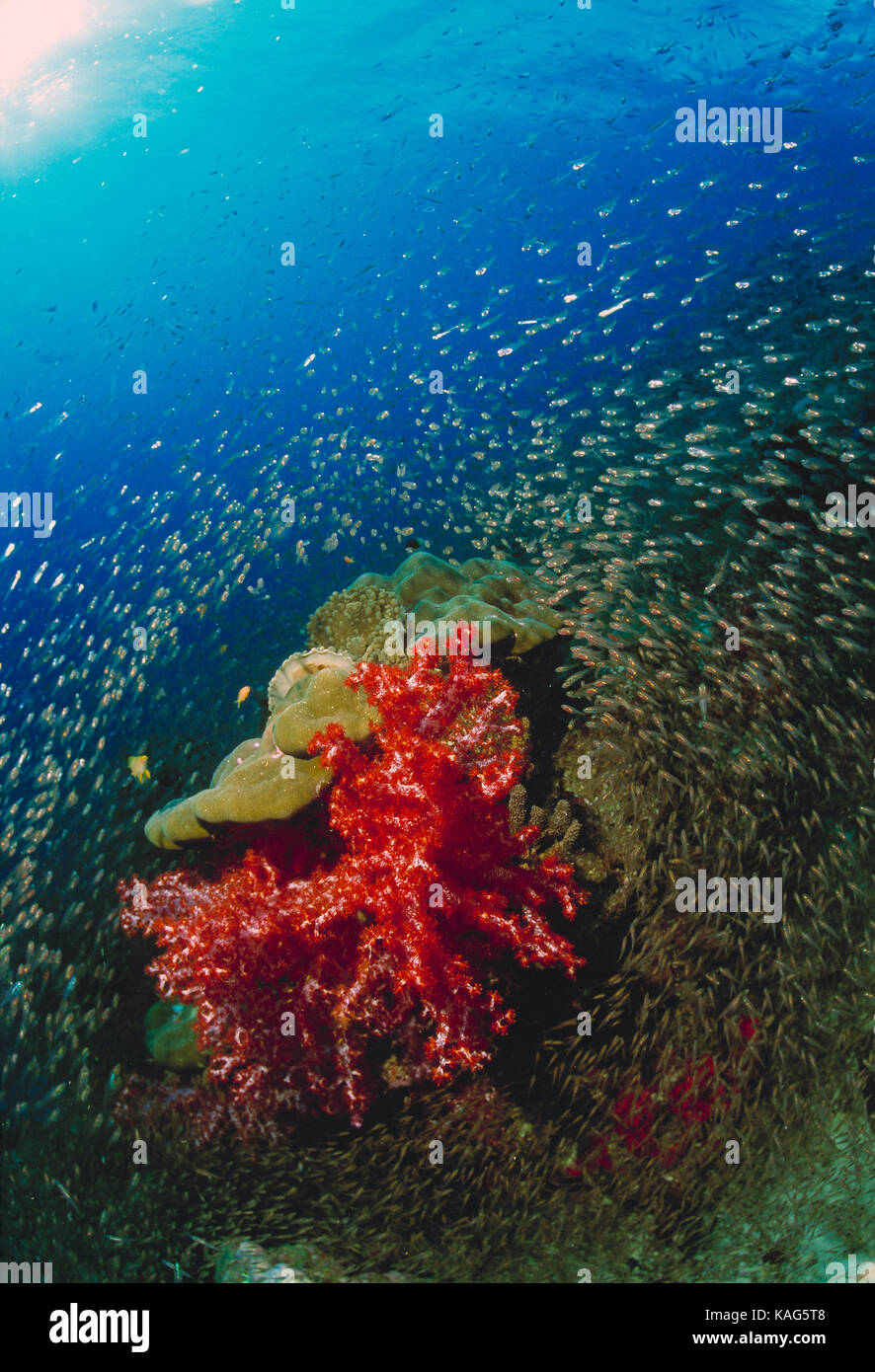 Thailand. Similan Inseln. Unterwasser Blick auf kleine Fische einkreisen Weichkorallen. Stockfoto