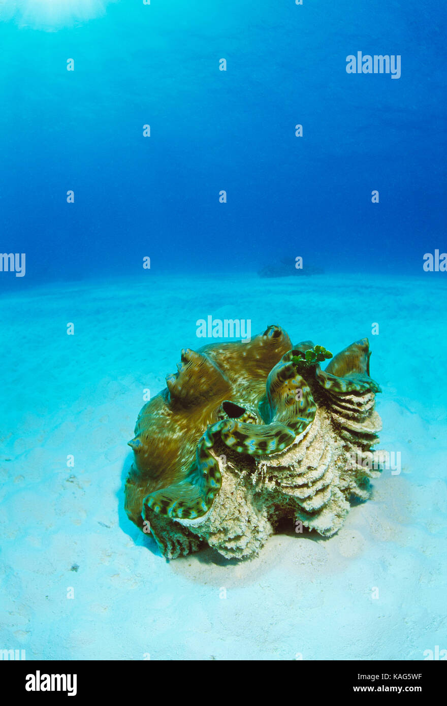 Thailand. Similan Inseln. Tierwelt. Unterwasser Riesenmuschel. Stockfoto