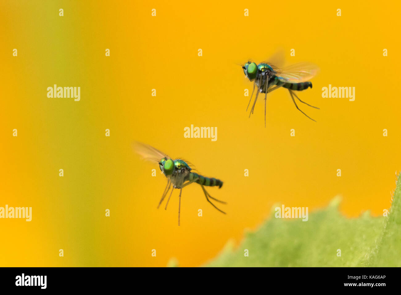 Langbeinige flie, condylostylus Gattung im Flug Stockfoto