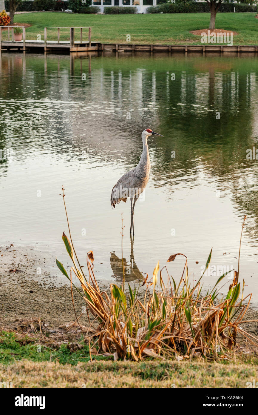 Ein Sand Hill Crane, Antigone canadensis, waten in den Untiefen eines kleinen Sees in Florida, auf der Suche nach Essen. Lutz, Florida, USA. Stockfoto