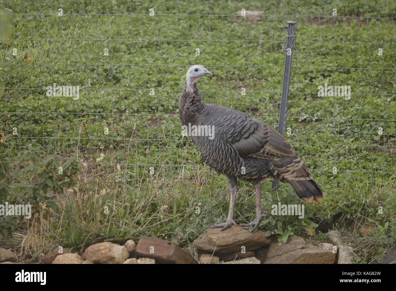 Erwachsene männliche Erbstück wilde Türkei, Amerikanische Thanksgiving Dinner , Herbst Ernte fest, organische, freie Strecke stehend Vogel organische Stockfoto