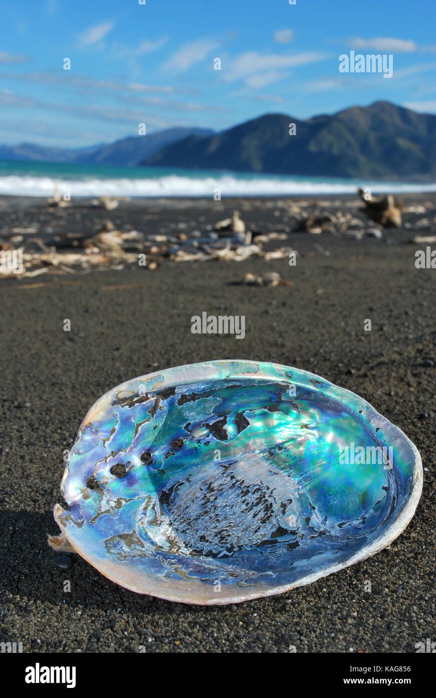 Pāua (abalone) Shell auf einem Strand auf North Island, Neuseeland Stockfoto