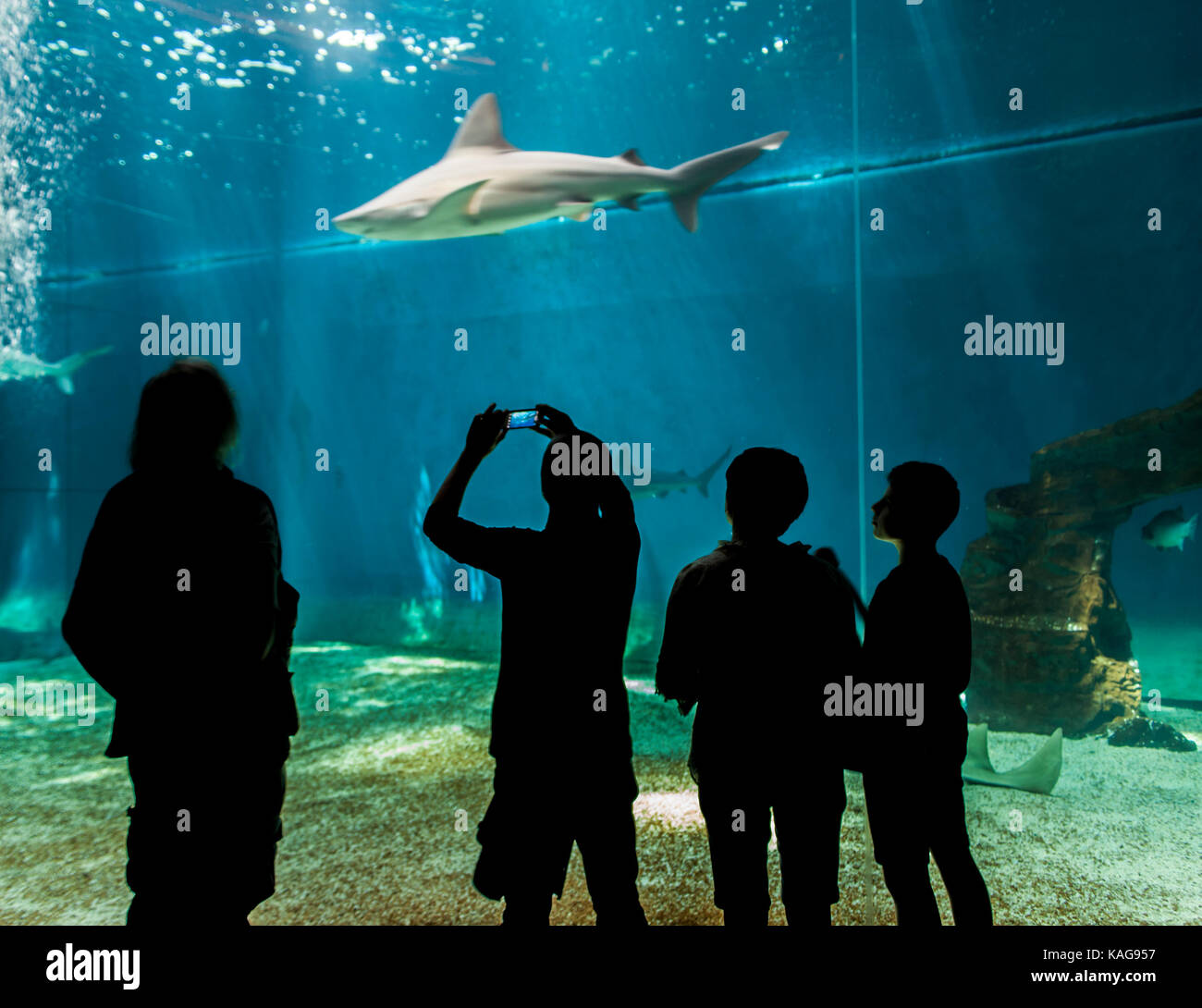 Genua, Italien - Juni 2, 2015: Nicht identifizierte Personen in das Aquarium von Genua. Das Aquarium von Genua ist das größte Aquarium in Italien und zu den größten in der EU Stockfoto