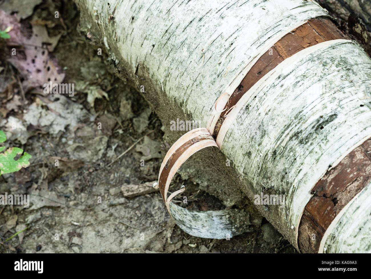 Close-up Detail der Rinde abschälen Birke auf schlammigem Boden anmelden. Stockfoto