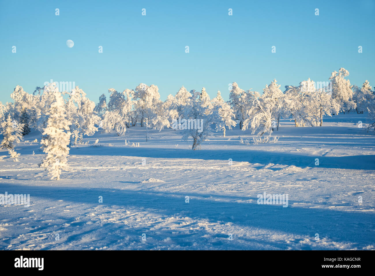 Verschneite Landschaft, gefrorene Bäume im Winter in Saariselka, Lappland, Finnland Stockfoto