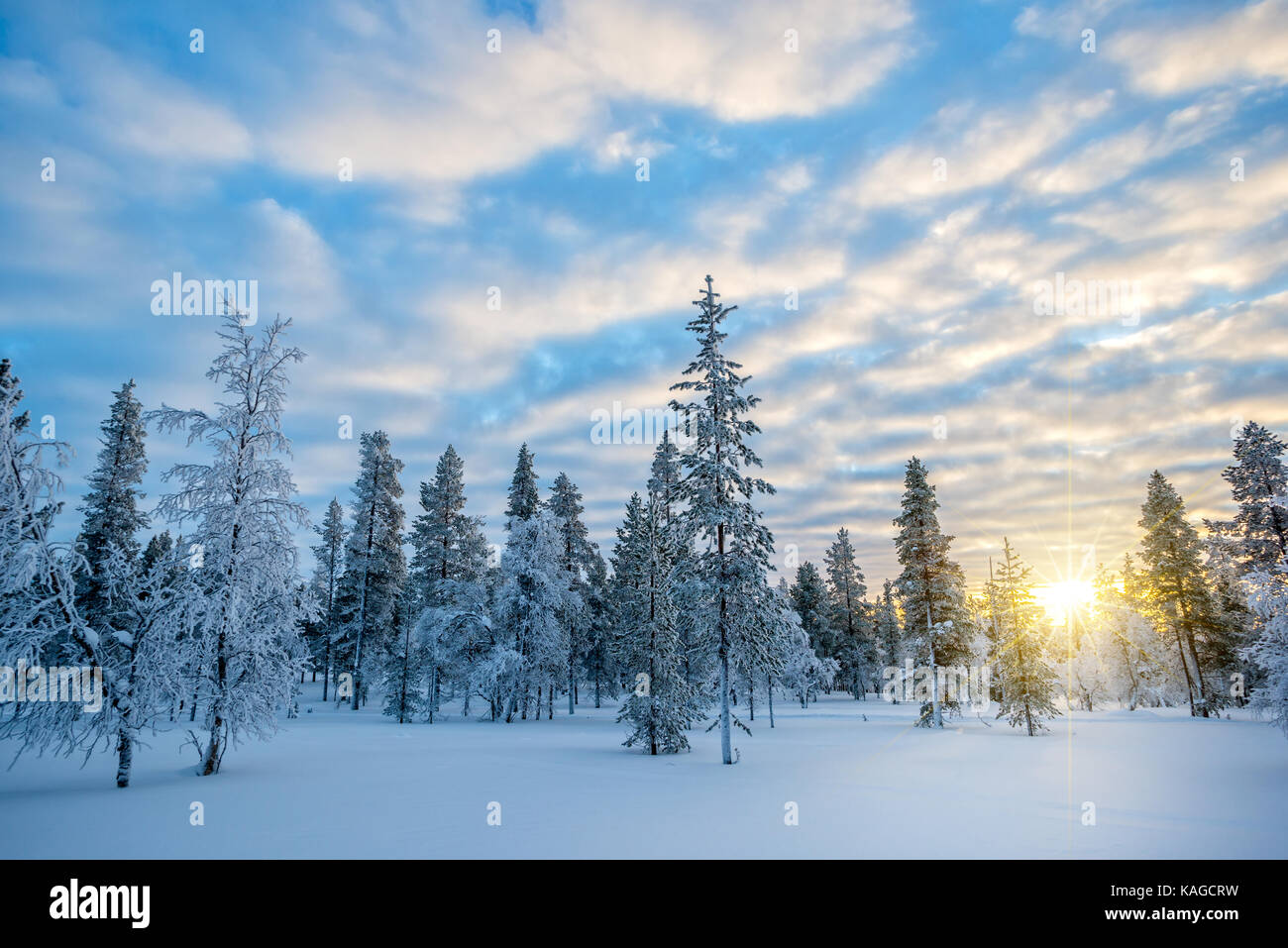 Verschneite Landschaft bei Sonnenuntergang, gefrorene Bäume im Winter in Saariselkä, Lappland, Finnland Stockfoto
