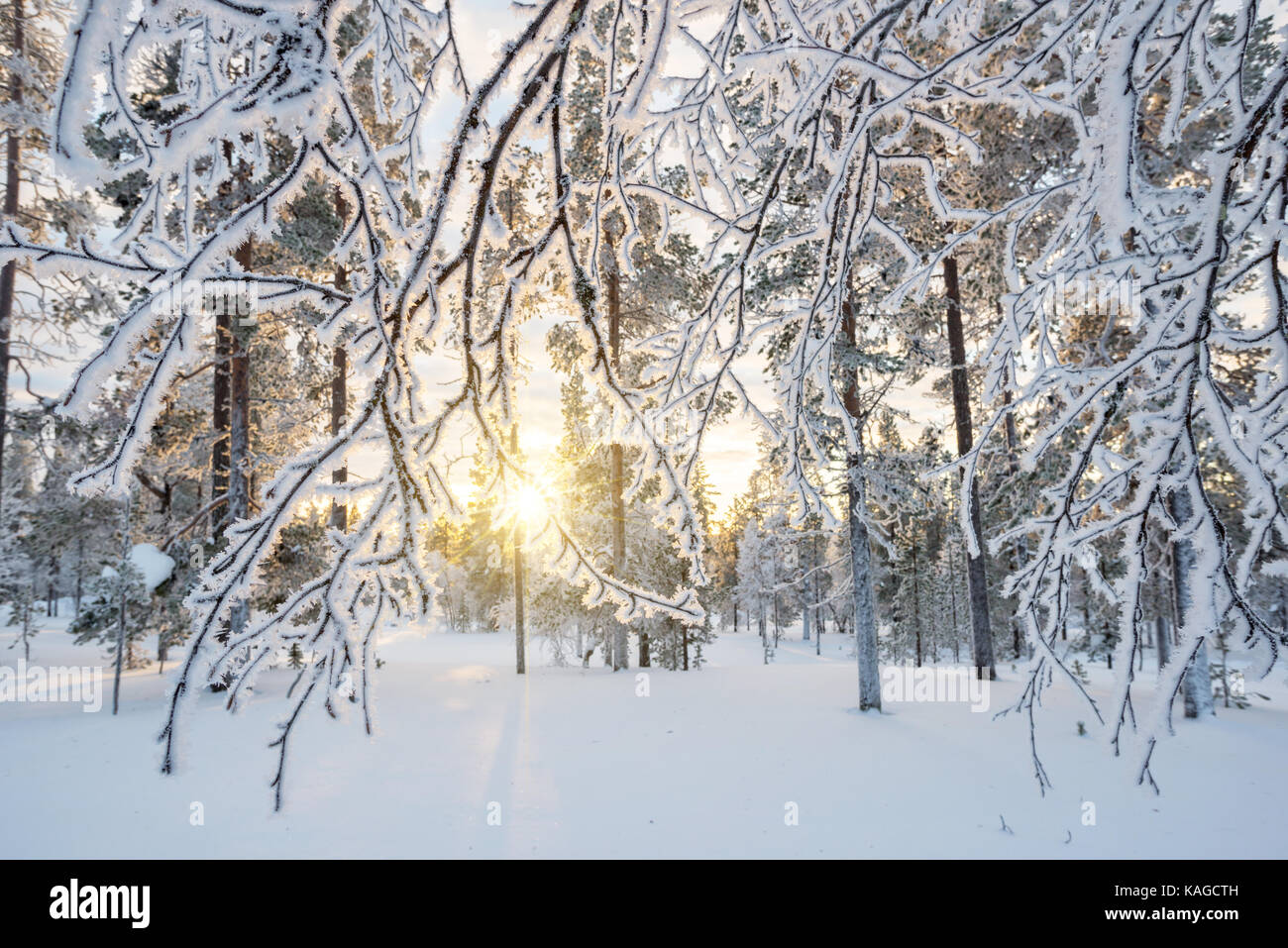 Verschneite Landschaft bei Sonnenuntergang, gefrorene Bäume im Winter in Saariselkä, Lappland, Finnland Stockfoto