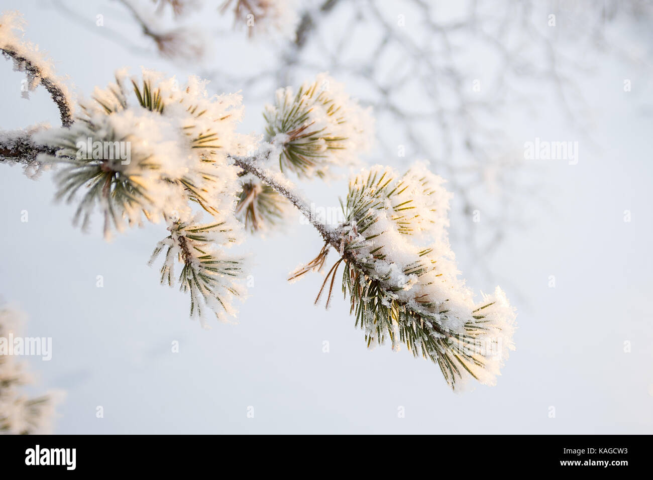 Snowy Pine Tree Branch close-up im Winter, weißer Hintergrund Stockfoto
