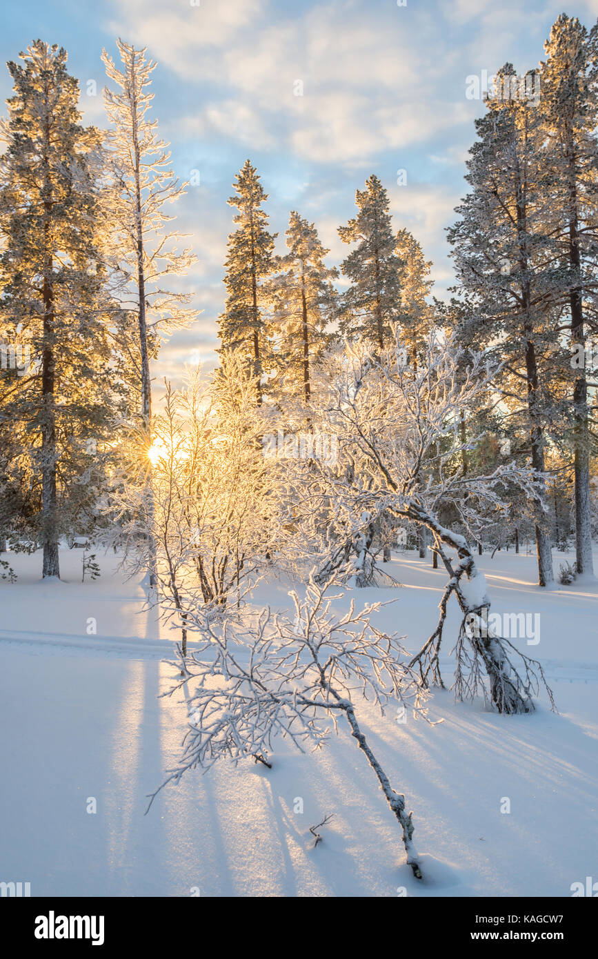 Verschneite Landschaft bei Sonnenuntergang, gefrorene Bäume im Winter in Saariselkä, Lappland, Finnland Stockfoto