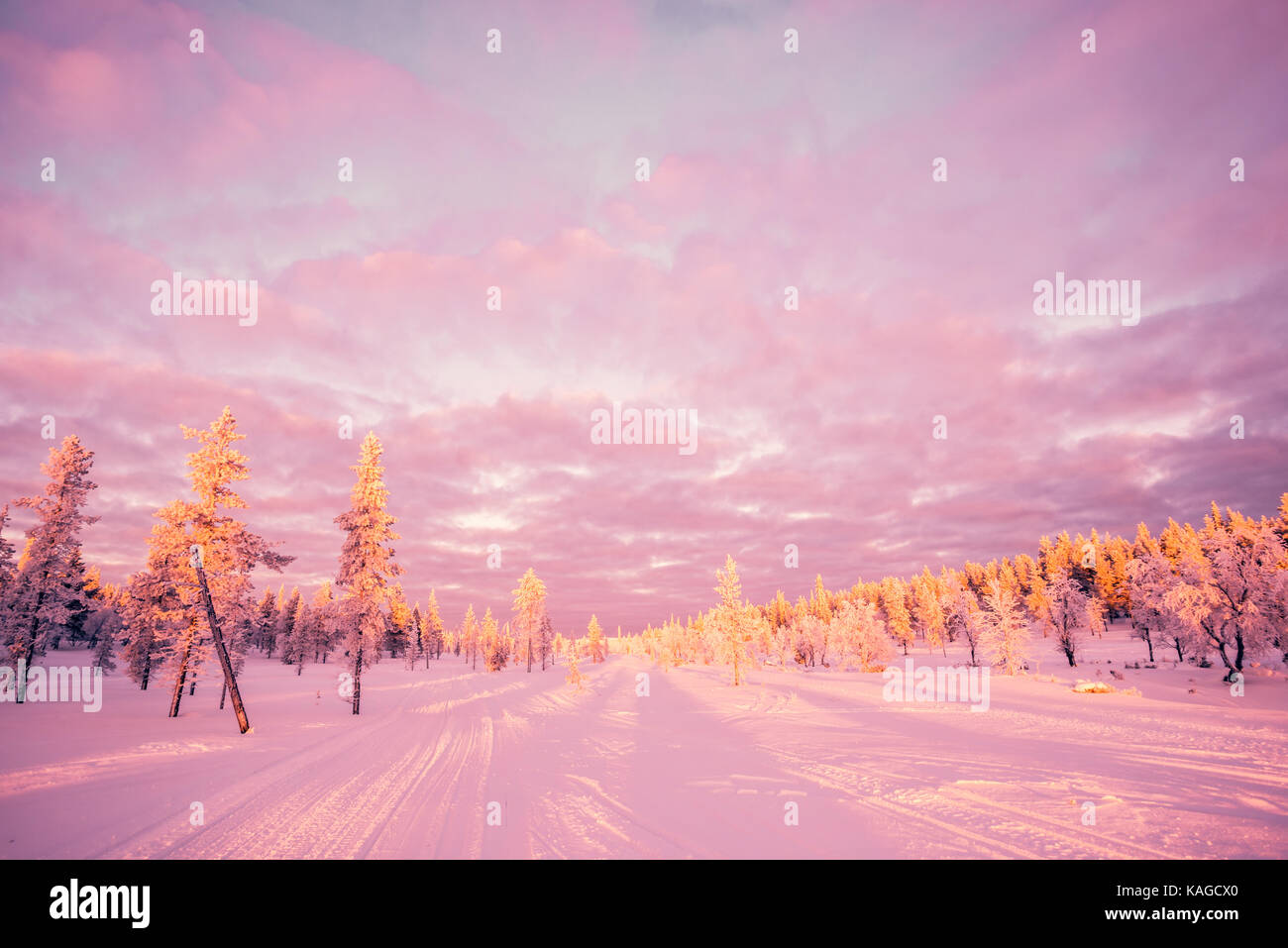 Verschneite Landschaft, rosa Abendlicht, gefrorene Bäume im Winter in Saariselka, Lappland, Finnland Stockfoto