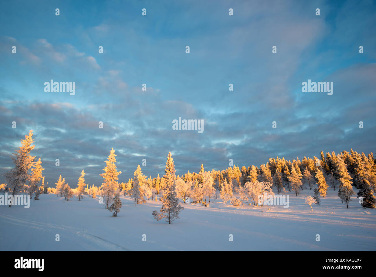 Verschneite Landschaft, gefrorene Bäume im Winter in Saariselka, Lappland, Finnland Stockfoto