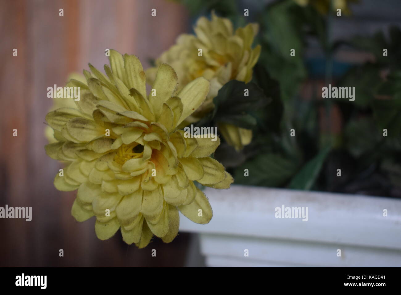 Flower-Power. Stockfoto