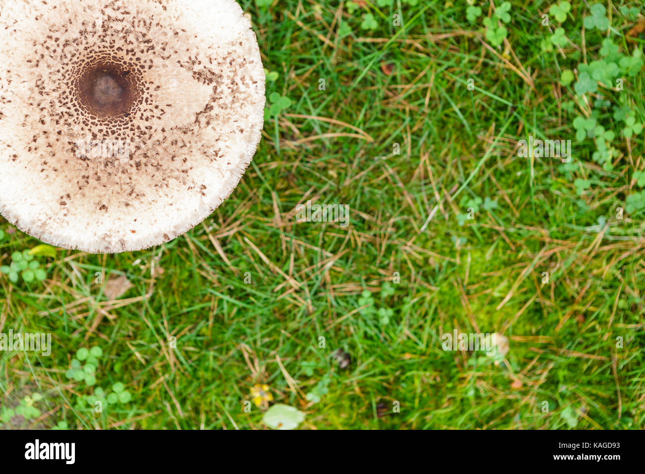 Formschöne Sonnenschirm Pilz auf grünem Gras Draufsicht Hintergrund Stockfoto